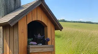 Building a Bat House: A Simple Project for Beneficial Wildlife