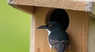 Eastern Phoebe Bird House: Simple and Functional Design