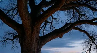 The Arboreal Architect: Bird Houses as Metaphor for Creative Shelters